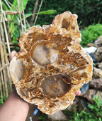 Polished Palm Root Fossil Slab