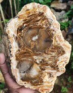 Polished Palm Root Fossil Slab
