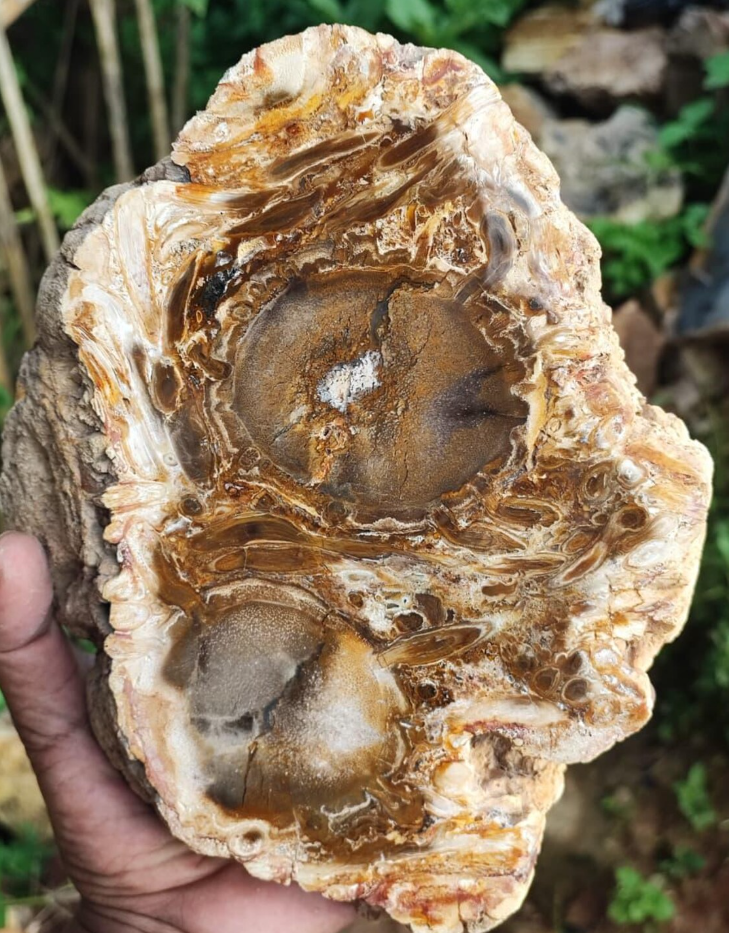 Polished Palm Root Fossil Slab