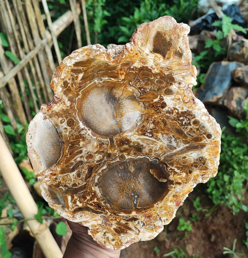 Polished Palm Root Fossil Slab
